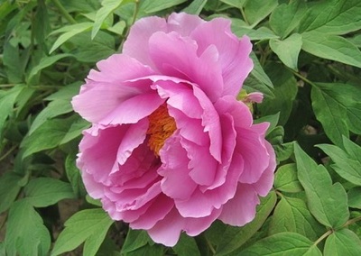 蘭州花卉批發解析對影響苗木價格波動的重要因素的一些分析